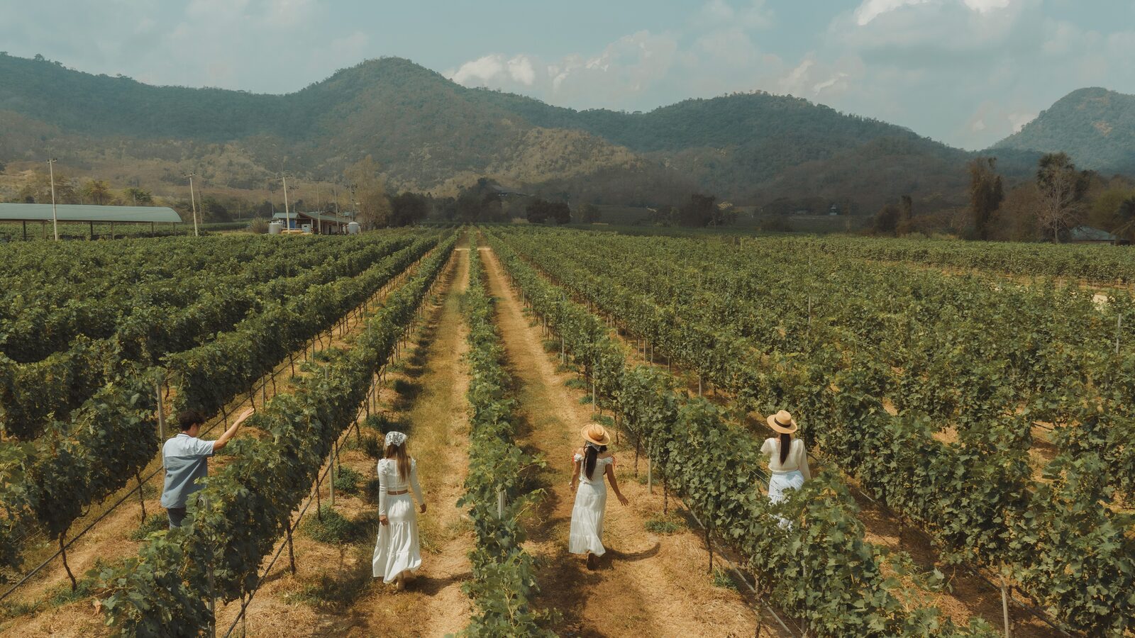 ภาพมุมสูงกลุ่มเพื่อนเดินเล่นในไร่องุ่น Monsoon Valley